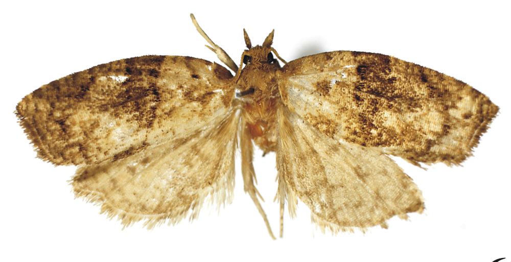 /filer/webapps/moths/media/images/L/loesthia_Pandemis_PTM_RMCA.jpg