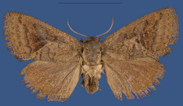 /filer/webapps/moths/media/images/L/lolgoriensis_Kayamuhakaia_HT_ZSM.jpg