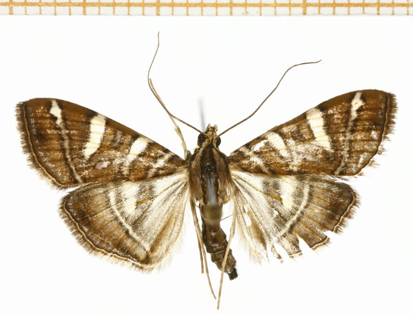 /filer/webapps/moths/media/images/L/loloalis_Glyphodes_A_DePrins.jpg