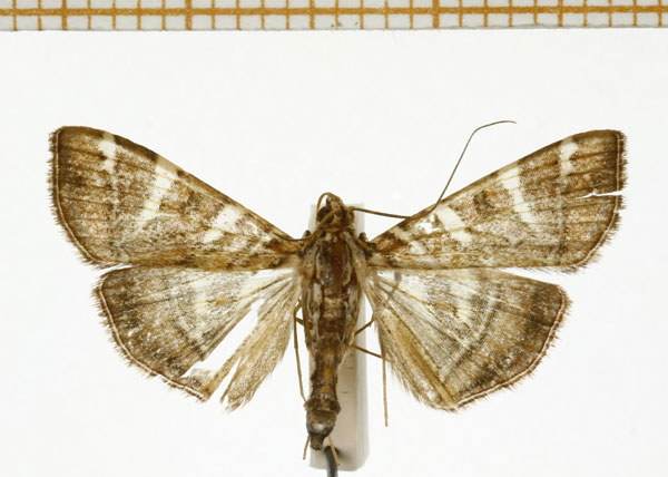 /filer/webapps/moths/media/images/L/loloalis_Glyphodes_A_DePrins_02.jpg