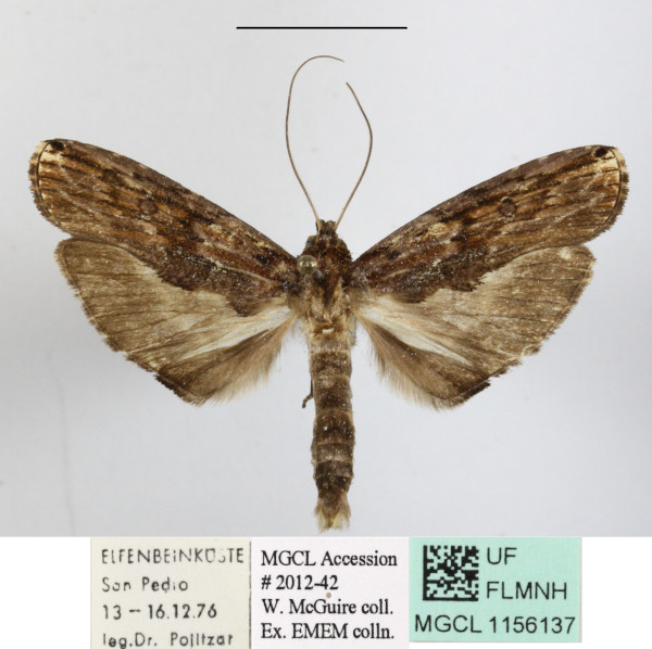 /filer/webapps/moths/media/images/L/longa_Dinotodonta_A_MGCLa_01_R62LoEa.JPG