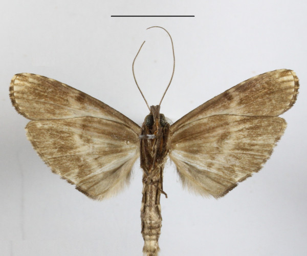 /filer/webapps/moths/media/images/L/longa_Dinotodonta_A_MGCLb_01.JPG