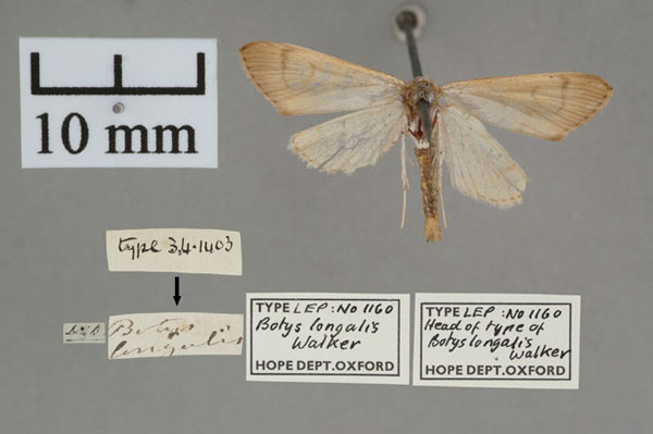 /filer/webapps/moths/media/images/L/longalis_Botys_HT_OUMNH_02.jpg