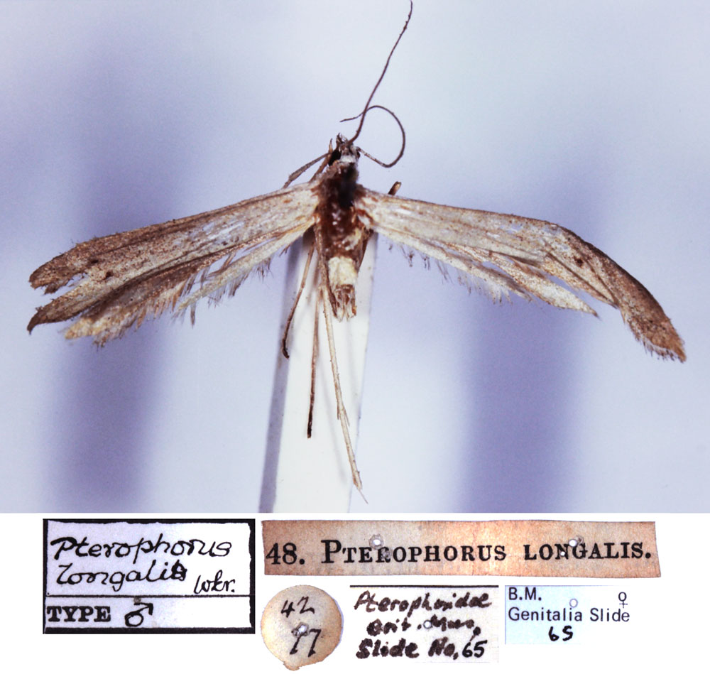 /filer/webapps/moths/media/images/L/longalis_Pterophorus_HT_BMNH.jpg