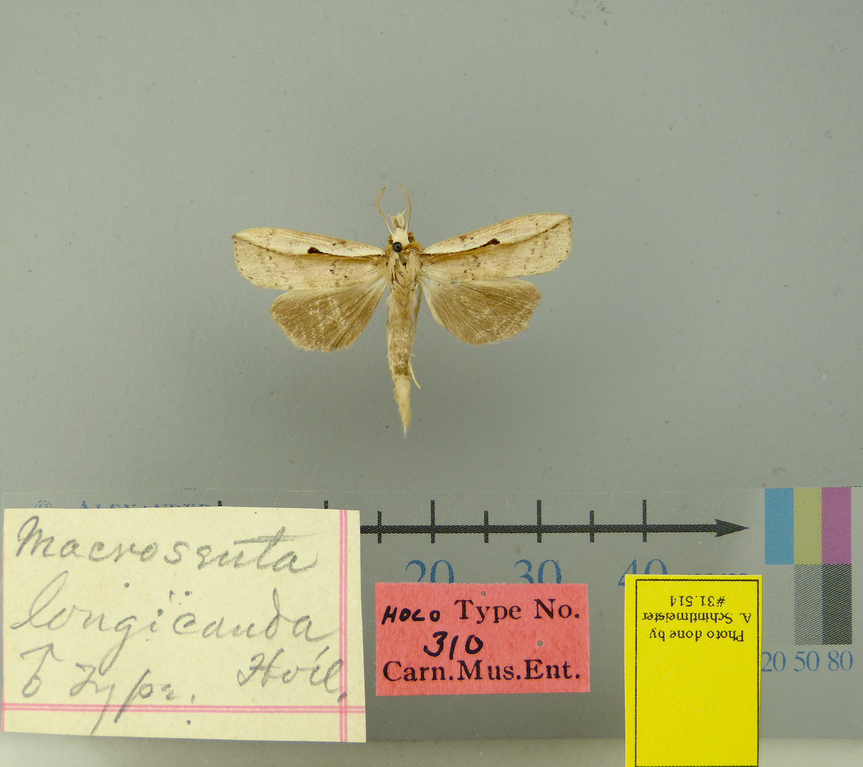 /filer/webapps/moths/media/images/L/longicauda-Macrosenta-31514-ST-Gabon.jpg