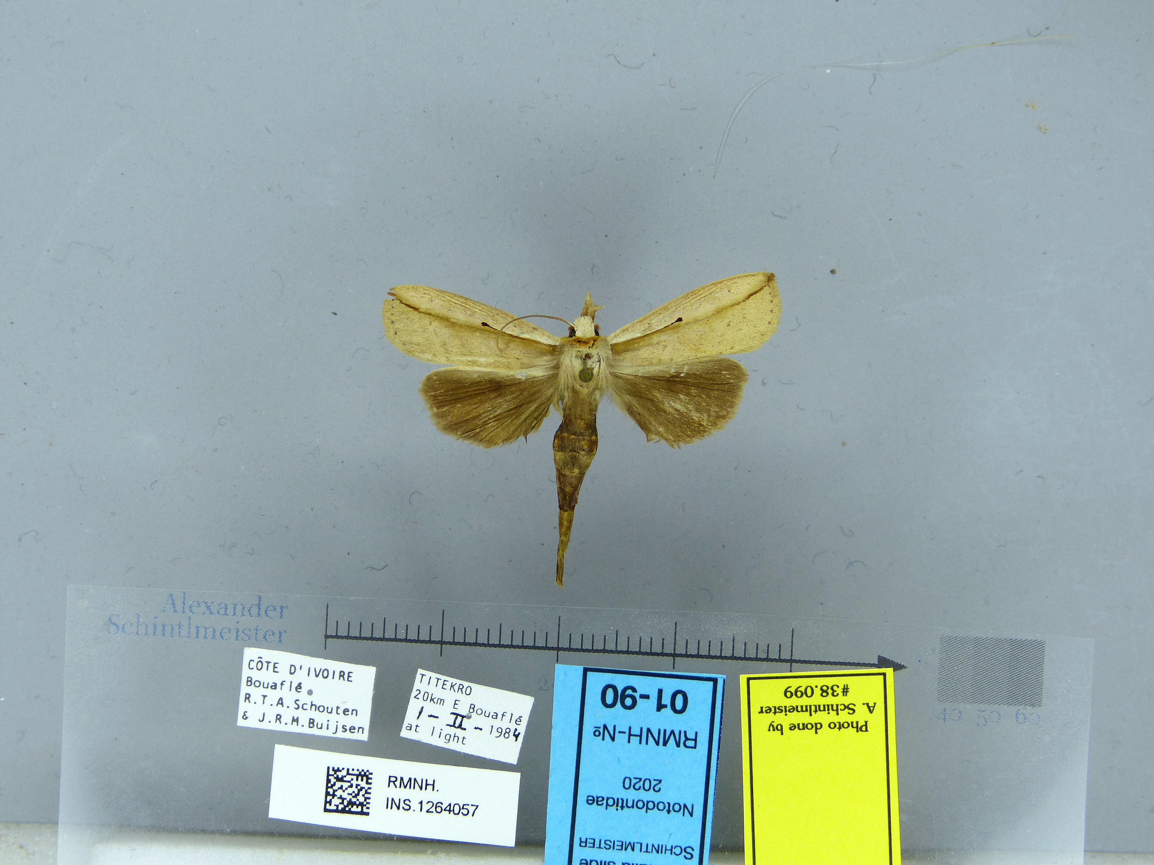 /filer/webapps/moths/media/images/L/longicauda-Macrosenta-RMNH01-90-38099-IvoryCoast.jpg