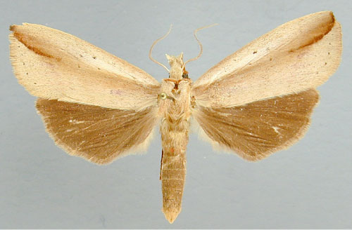 /filer/webapps/moths/media/images/L/longicauda_Macrosenta_A_RMCA_02.jpg