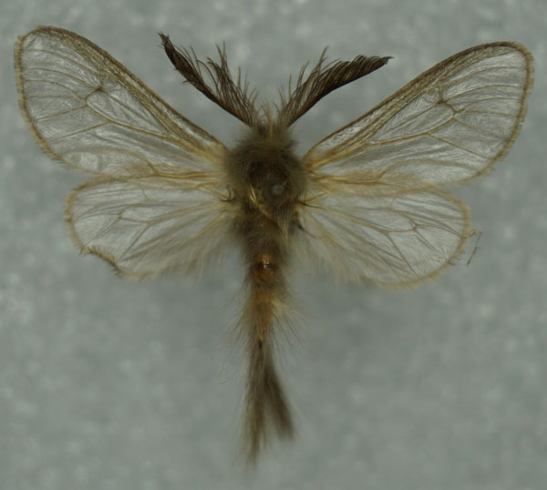 /filer/webapps/moths/media/images/L/longicauda_Urobarta_AM_Stroehle.jpg