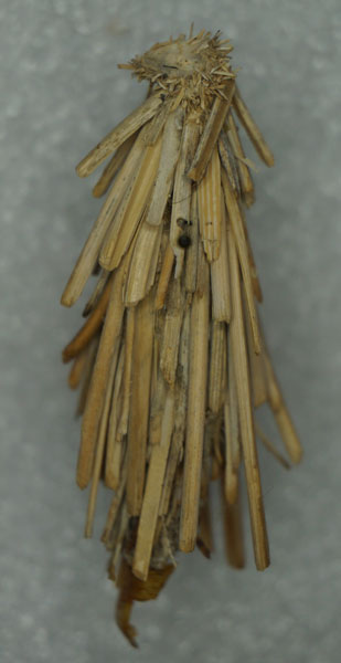/filer/webapps/moths/media/images/L/longicauda_Urobarta_P_Stroehle.jpg