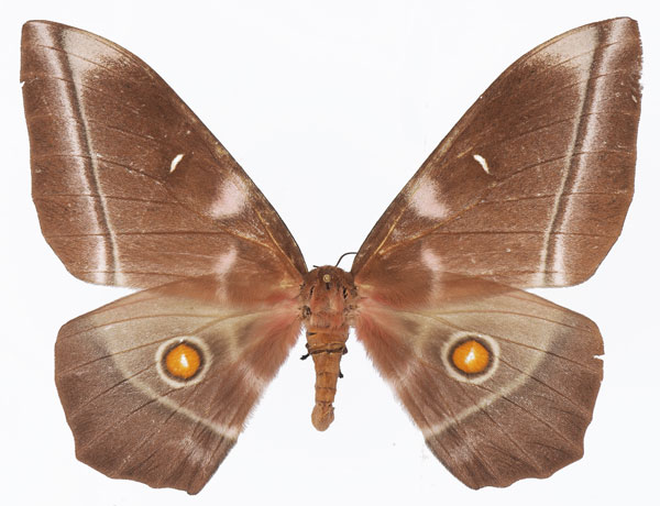 /filer/webapps/moths/media/images/L/longicaudata_Imbrasia_AF_Basquina.jpg