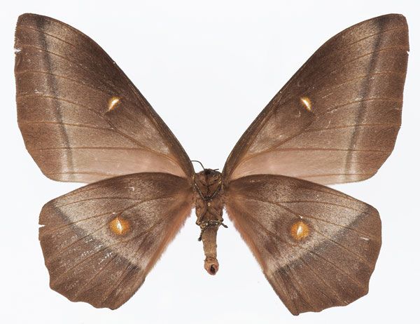 /filer/webapps/moths/media/images/L/longicaudata_Imbrasia_AF_Basquinb.jpg