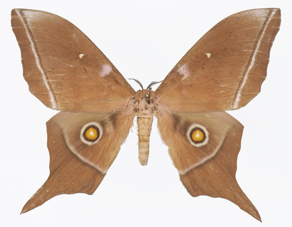 /filer/webapps/moths/media/images/L/longicaudata_Imbrasia_AM_Basquina.jpg