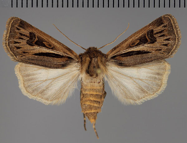 /filer/webapps/moths/media/images/L/longiclava_Agrotis_AF_Fiebig.jpg