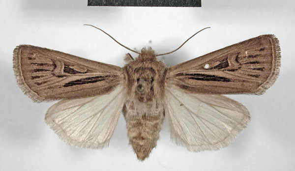 /filer/webapps/moths/media/images/L/longiclava_Agrotis_AF_MSNM.jpg