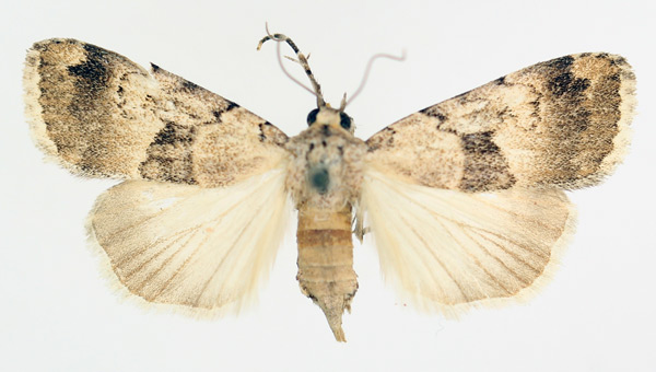 /filer/webapps/moths/media/images/L/longicosta_Crypsotidia_AF_TMSA_01.jpg