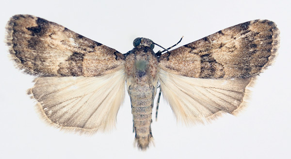 /filer/webapps/moths/media/images/L/longicosta_Crypsotidia_AF_TMSA_02.jpg