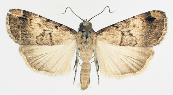 /filer/webapps/moths/media/images/L/longicosta_Crypsotidia_AM_TMSA_01.jpg