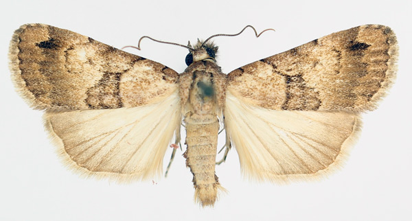 /filer/webapps/moths/media/images/L/longicosta_Crypsotidia_AM_TMSA_02.jpg