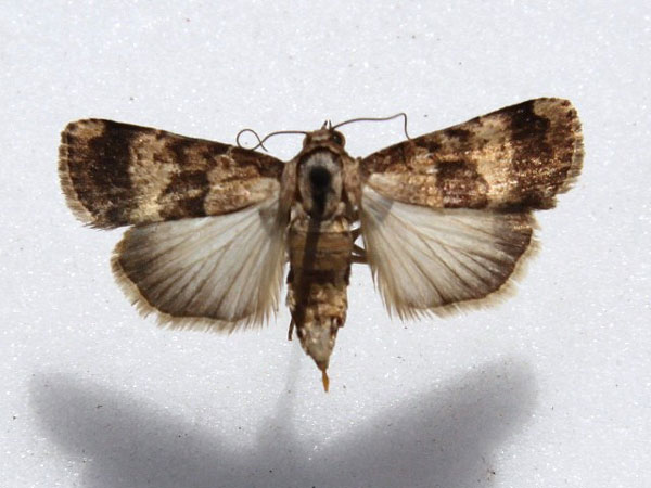 /filer/webapps/moths/media/images/L/longicosta_Crypsotidia_A_Goff_01.jpg