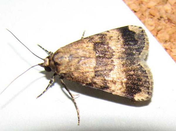 /filer/webapps/moths/media/images/L/longicosta_Crypsotidia_A_Goff_02.jpg