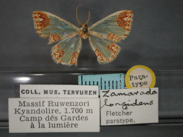 /filer/webapps/moths/media/images/L/longidens_Zamarada_PT_RMCA_01.jpg