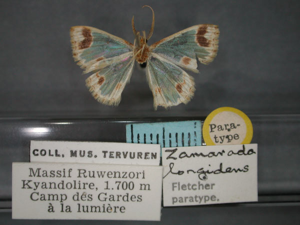 /filer/webapps/moths/media/images/L/longidens_Zamarada_PT_RMCA_02.jpg