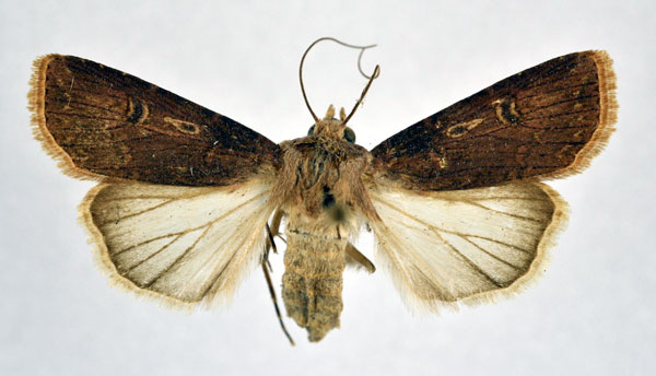 /filer/webapps/moths/media/images/L/longidentifera_Agrotis_AF_NHMO.jpg