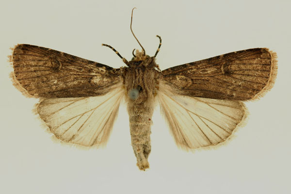 /filer/webapps/moths/media/images/L/longidentifera_Agrotis_AF_RMCA.jpg