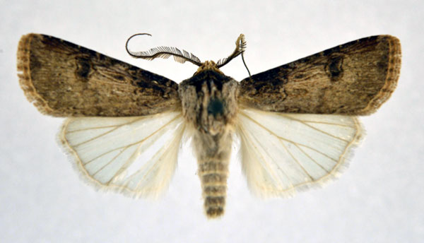 /filer/webapps/moths/media/images/L/longidentifera_Agrotis_AM_NHMO.jpg