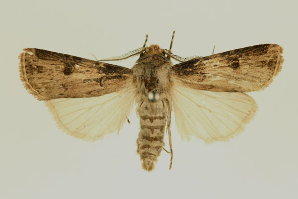 /filer/webapps/moths/media/images/L/longidentifera_Agrotis_AM_RMCA.jpg