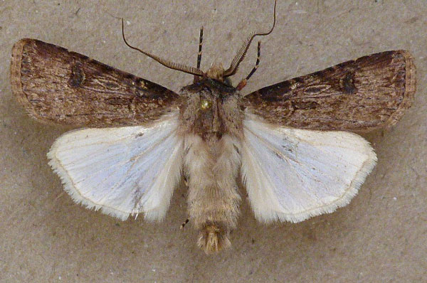/filer/webapps/moths/media/images/L/longidentifera_Agrotis_A_Butler.jpg