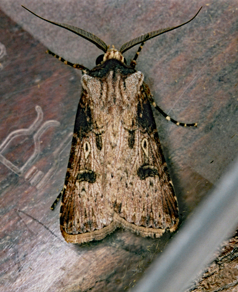 /filer/webapps/moths/media/images/L/longidentifera_Agrotis_A_Roland_01.jpg
