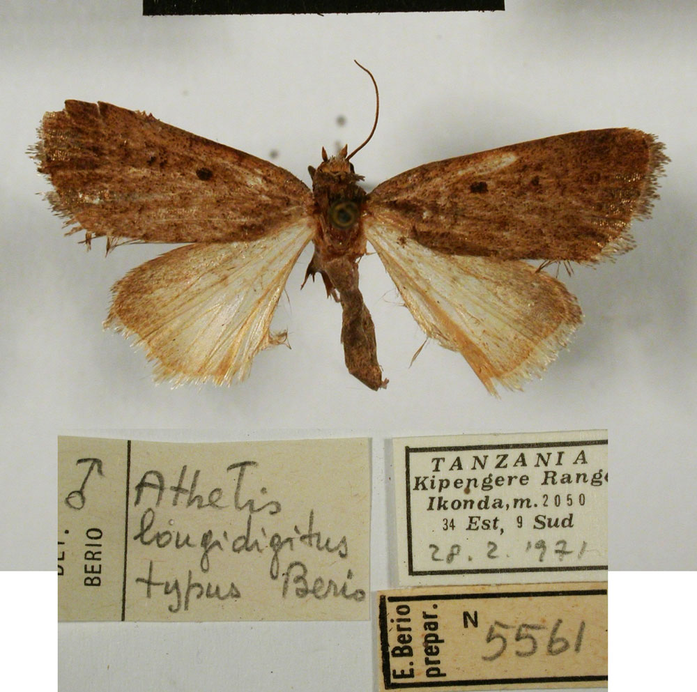 /filer/webapps/moths/media/images/L/longidigitus_Athetis_HT_MSNM.jpg