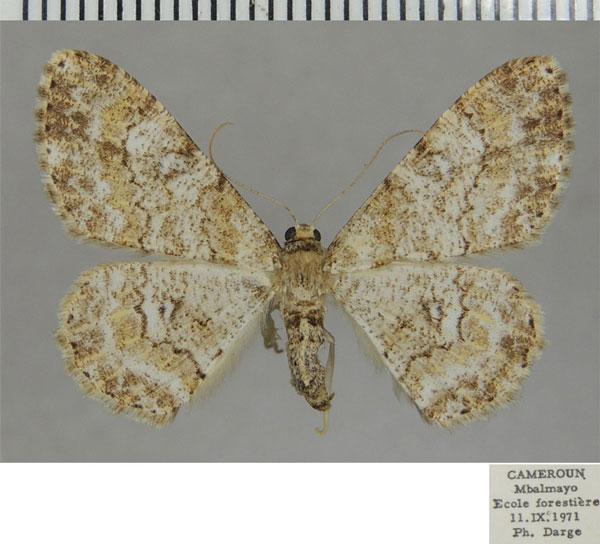 /filer/webapps/moths/media/images/L/longifibulata_Cleora_AF_ZSM_01.jpg