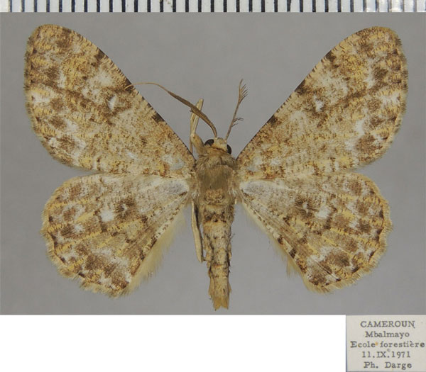 /filer/webapps/moths/media/images/L/longifibulata_Cleora_AM_ZSM_01.jpg
