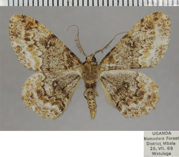 /filer/webapps/moths/media/images/L/longifibulata_Cleora_AM_ZSM_03.jpg