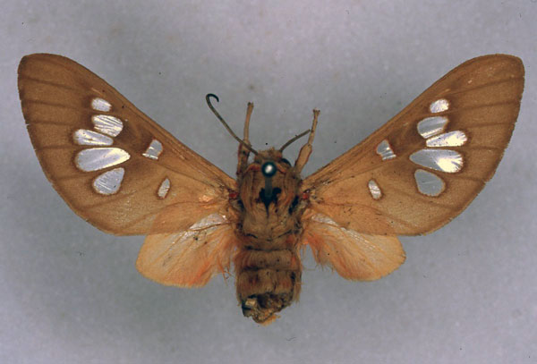 /filer/webapps/moths/media/images/L/longimaculata_Balacra_HT_ZMHB_01.jpg