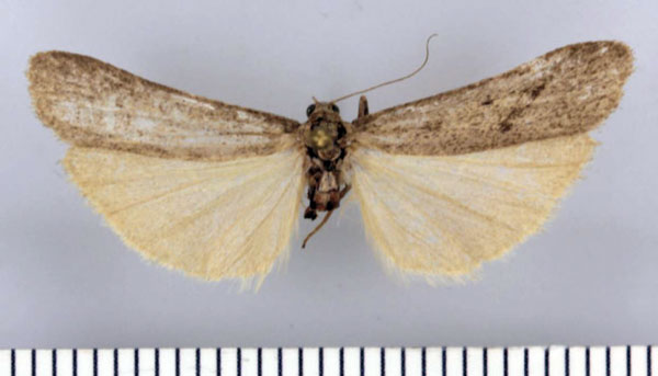 /filer/webapps/moths/media/images/L/longipenne_Entephrilema_HT_ZMHB.jpg