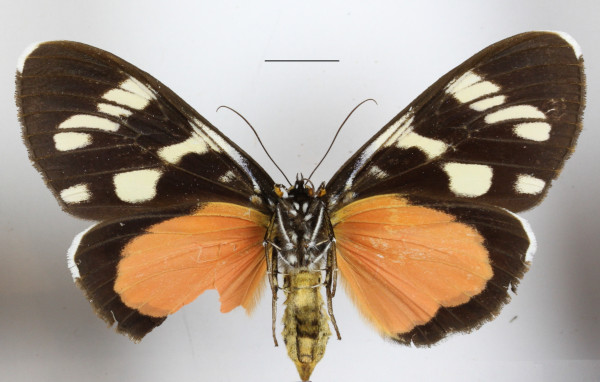 /filer/webapps/moths/media/images/L/longipennis_Heraclia_AF_MGCLb_02.JPG