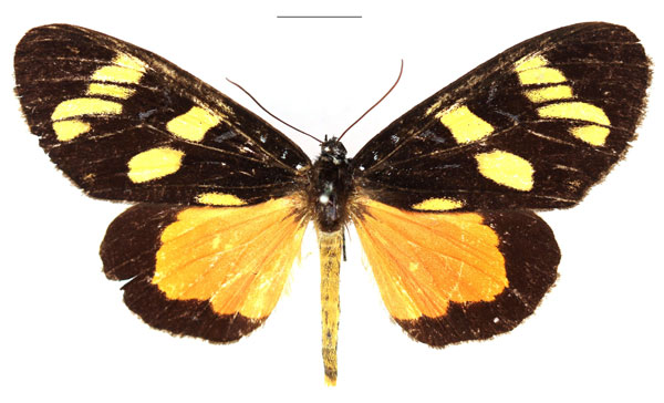 /filer/webapps/moths/media/images/L/longipennis_Heraclia_AF_RBINS.jpg