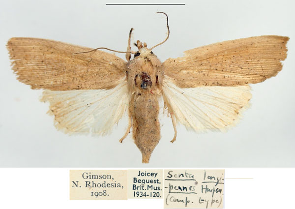 /filer/webapps/moths/media/images/L/longipennis_Leucania_AF_BMNH_01.jpg