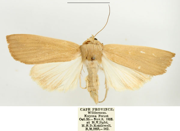 /filer/webapps/moths/media/images/L/longipennis_Leucania_AF_BMNH_02.jpg