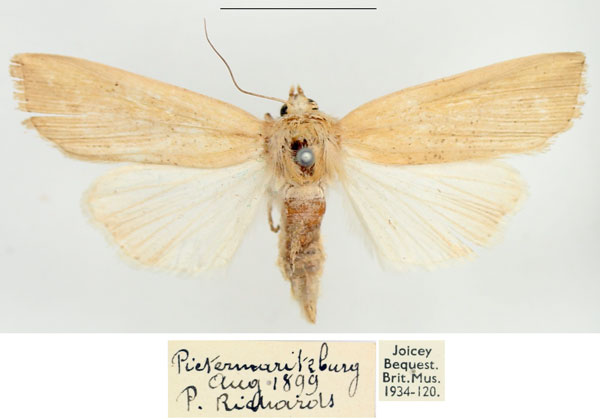/filer/webapps/moths/media/images/L/longipennis_Leucania_AF_BMNH_03.jpg