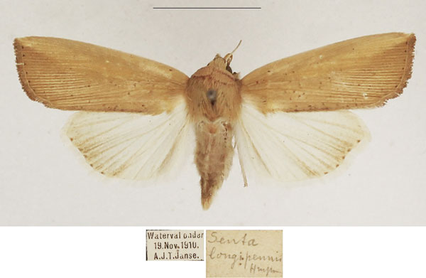 /filer/webapps/moths/media/images/L/longipennis_Leucania_AF_TMSA_01.jpg