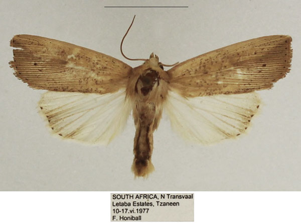 /filer/webapps/moths/media/images/L/longipennis_Leucania_AM_TMSA_01.jpg