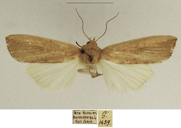 /filer/webapps/moths/media/images/L/longipennis_Leucania_AM_TMSA_02.jpg