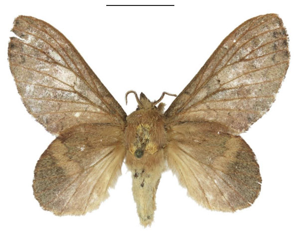 /filer/webapps/moths/media/images/L/longipennis_Typhonoya_AF_ANHRT.jpg