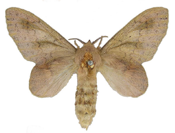 /filer/webapps/moths/media/images/L/longipennis_Typhonoya_AF_BMNH.jpg