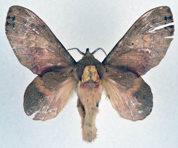 /filer/webapps/moths/media/images/L/longipennis_Typhonoya_AF_NHMO.jpg