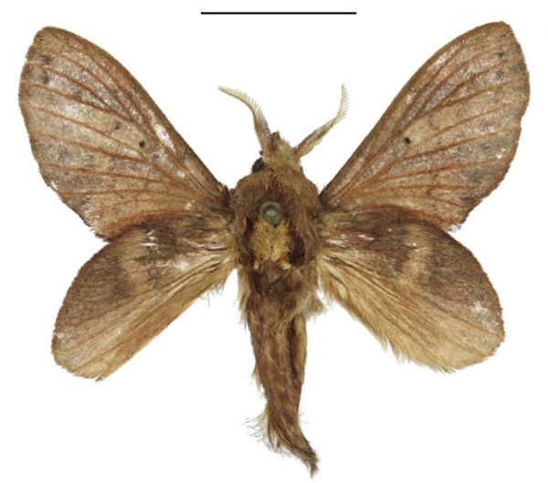 /filer/webapps/moths/media/images/L/longipennis_Typhonoya_AM_ANHRT.jpg